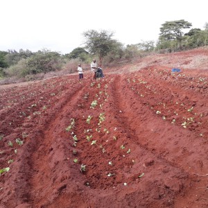Training services on modern farming are available in Sofia, Yatta, Machakos County, Kenya